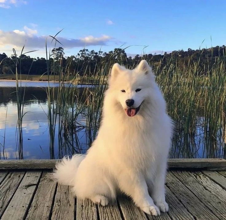 5 Jenis Anjing Paling Mahal di Dunia, Ada yang Kamu Suka?